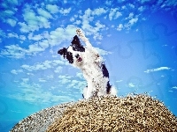 Niebo, Border Collie, Bela, Pies, Łapa, Siano