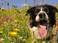 Border collie, Łąka, Pies, Język