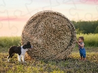 Border collie, Bela, Chłopiec, Pies, Siano