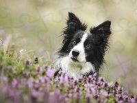 Border Collie, Pies, Łąka