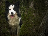 Border collie, Pies, Drzewo