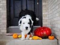 Border Collie, Pies, Dynia