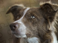 Border collie, Pies, Głowa