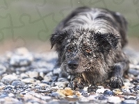 Border collie, Pies, Kamienie
