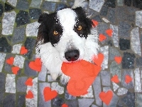 Border Collie, Pies, Serduszka