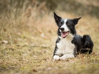 Border Collie, Pies, Trawa