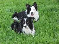 Border Collie, Dwa, Pieski, Trawa