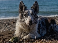 Plaża, Border collie, Woda, Pies, Piłeczka, Piasek