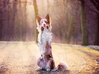 Border collie, Proszący, Łapy