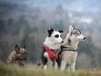 Border collie, Buldog francuski, Siberian husky