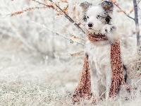 Szadź, Border collie, Rośliny, Pies, Szalik, Trawa