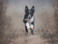 Border collie, Biegnący, Szczeniak, Trawa