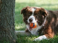 Border collie, Drzewo, Trawa, Piłeczka