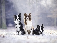 Trzy, Border collie