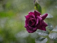 Róża, Bordowa, Rosa