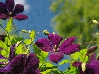 Kwiaty, Bordowe, Clematis