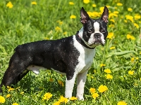 Mniszek, Boston terrier, Czarno-biały