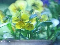 Żółte, Bratki, Kwiaty