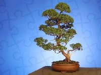 Brązowa, Drzewko, Bonsai, Donica