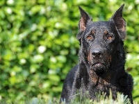 brązowe, Owczarek francuski Beauceron, oczy