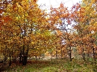 Brązowo, Las, Barwy, Jesień, Polana, Złote