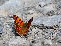 Brązowy, Motyl