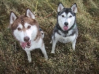 brązowy, czarny, Siberian Husky