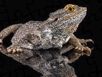 Jaszczurka, Tło, Agama brodata, Odbicie, Czarne