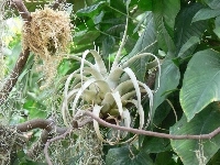 Bromeliad Epifit