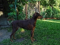 Bronzowy, Doberman