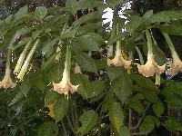 Brugmansji