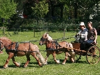 Bryczka, Zieleń, Dwa, Kucyki, Kobiety