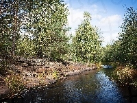 Brzeg, Obłoki, Rzeka, Skalisty, Las