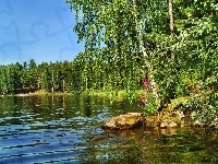 Brzoza, Jezioro, Brzeg, Las