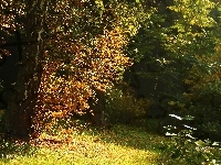 Brzoza, Liście, Jesień, Drzewa, Kolorowe