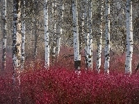 Brzozowy, Las
