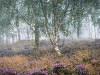 Park Narodowy Peak District, Drzewa, Mgła, Wrzos, Anglia, Wrzosowisko, Brzozy