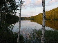 Brzozy, Odbicie, Woda, Jezioro, Drzewa, Las