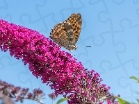 Różowa, Motyl, Kwiat, Budleja