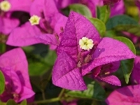 Bugenwilla, Makro