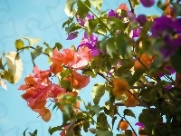 Bugenwilla
