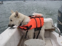 Norsk Buhund, kapok