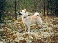 Norsk Buhund, las