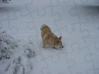 Norsk Buhund, zima