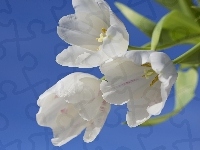 Białych, Bukiet, Tulipanów