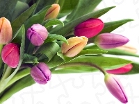 Kolorowych, Bukiet, Tulipanów