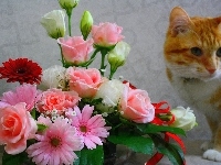 Bukiet, Rudy, Kot, Kwiatów