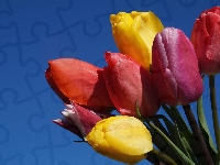 Bukiet, Kolorowe, Tulipany, Niebo