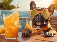 Pies, Szal, Okulary, Buldog francuski, Drink