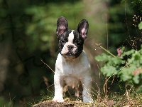 Buldog, Francuski